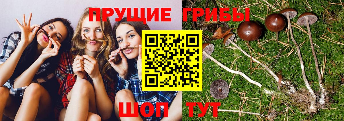 Псилоцибиновые грибы прущие грибы Благодарный